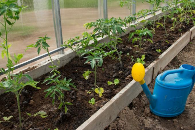 Lossimine tomati seemikud kasvuhoones. Illustratsioon artikkel kasutatakse standardset litsentsi © ofazende.ru