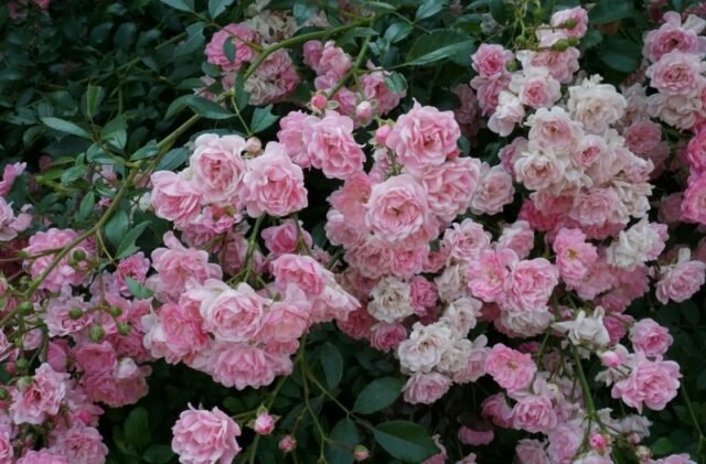 Groundcover roosid õitsema võrsed eri vanuses