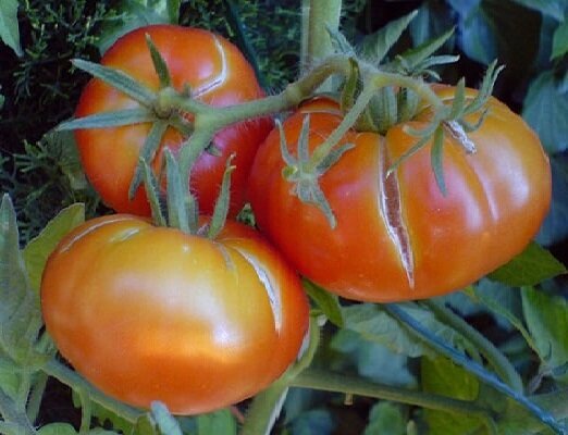 2 viga, kui kasvav tomatid, mille tõttu puu on hakanud crack