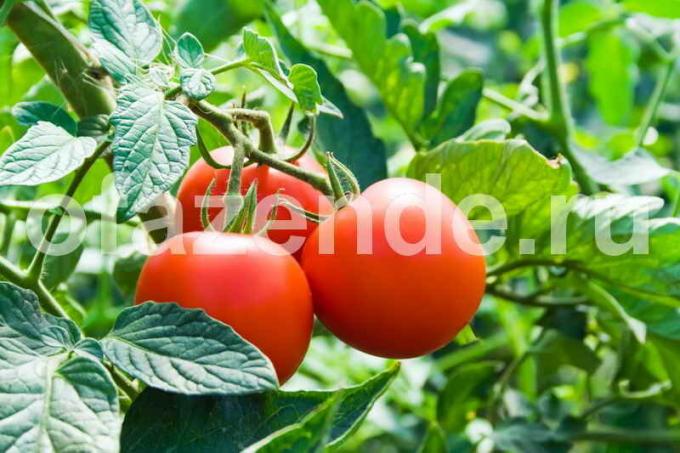 Tomatid konserveerimiseks. Illustratsioon artikkel kasutatakse standardset litsentsi © ofazende.ru