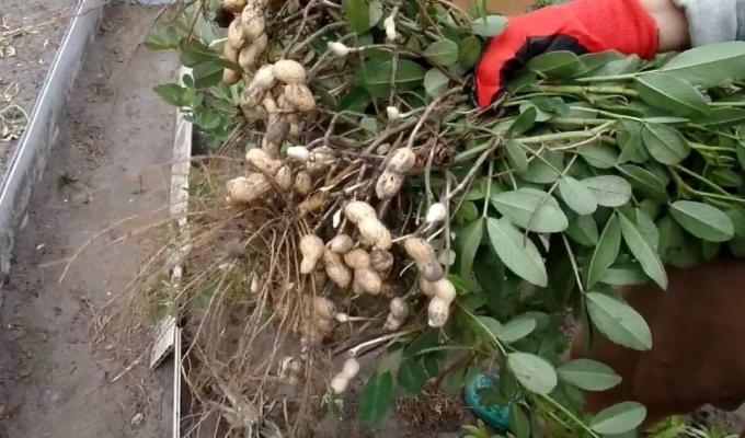 Kuidas kasvatada maapähklid voodi ja saada hea saak