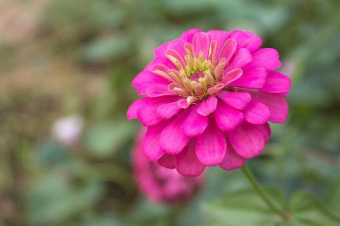 Me kasvada Pruudisõled: viis põhjust, miks populaarsus lilled