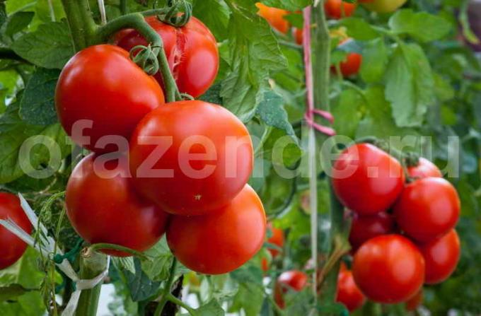Küpsed tomatid. Illustratsioon artikkel kasutatakse standardset litsentsi © ofazende.ru