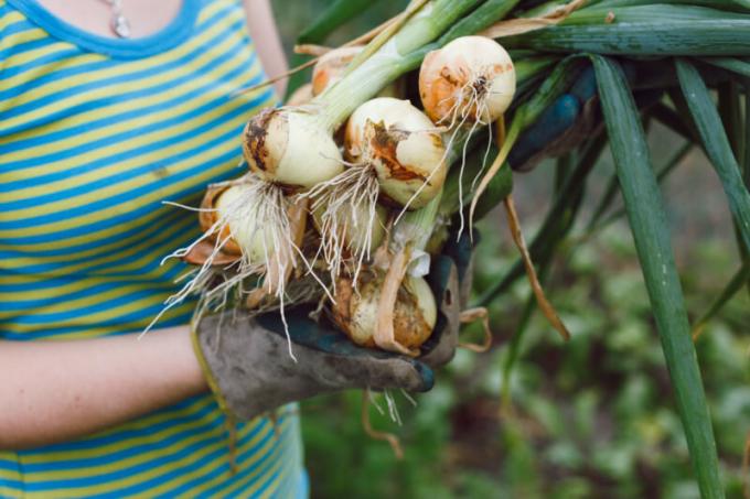 Kasvada suur sibul, mida pead teadma mõned agronoomilisi trikke. Illustratsioon artikkel kasutatakse standardset litsentsi © ofazende.ru