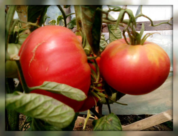 5 parimat saagikusega magus ja suhkur tomati sordid oma aed