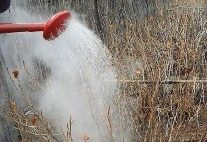 Miks kogenud aednikud kevadel keeva veega uhtuda sõstrapõõsaid