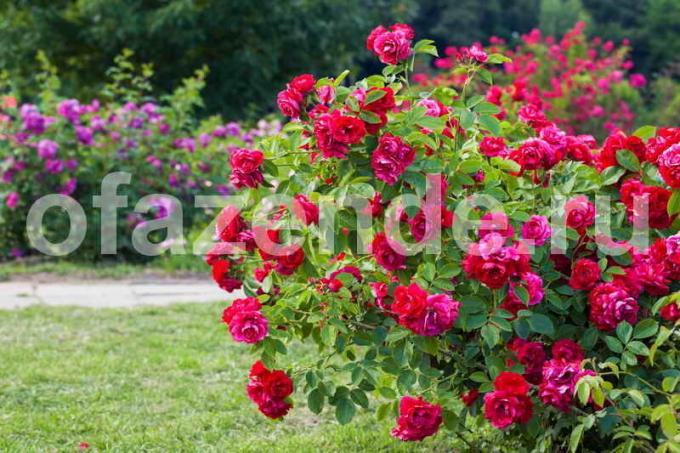 Siirdamine tõusis uude asukohta