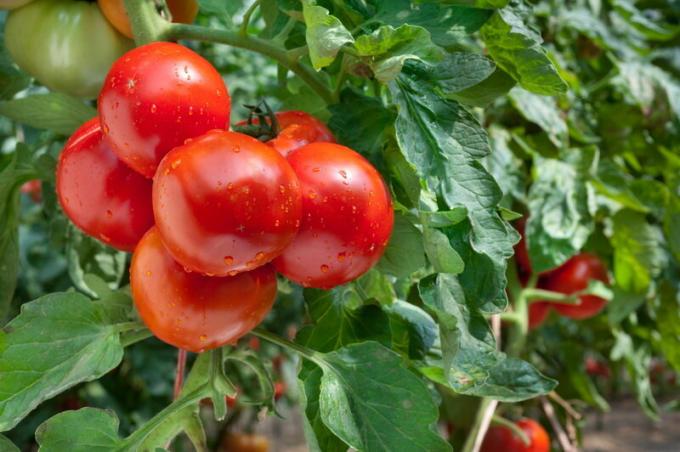 Küpsed tomatid. Illustratsioon artikkel kasutatakse standardset litsentsi © ofazende.ru
