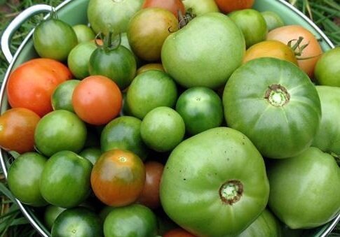 Nagu ma säilitamine rohelised tomatid talveks. Delicious retsepti
