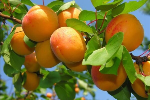 Kuidas kasvatada Apricot ja saada hea saagi