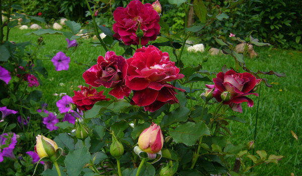 Kasulik naabrid roosid: see on parim taime kõrval lilled