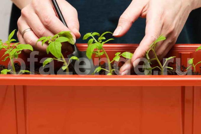 Tomat seemikud. Illustratsioon artikkel kasutatakse standardset litsentsi © ofazende.ru