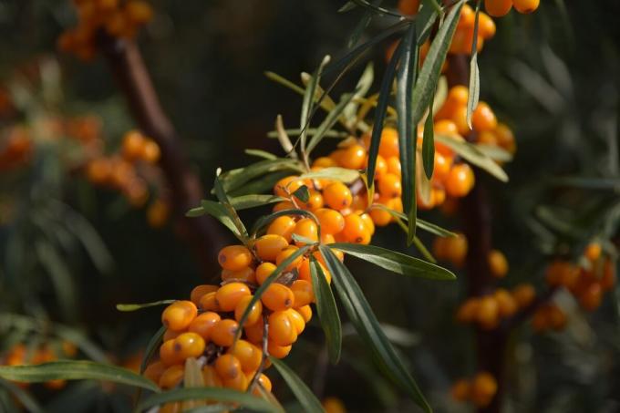 Kuidas kasutada seabuckthorn saab ravida paljusid haigusi, ja miks see on peetakse õlimahuti oma tervise ja pikaealisuse