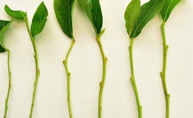 Isiklik kogemus: kuidas propageerida taimede roheline pistikud trudnoukorenyaemye