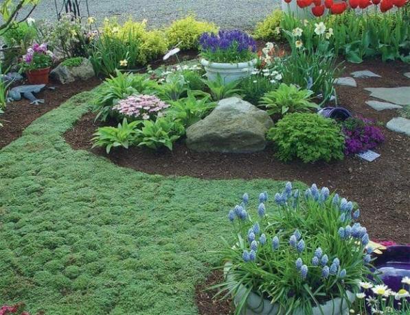 Vaip groundcover taimed: õitsemise muru alternatiivseid - Tips aednikud