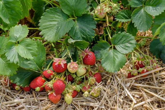 Lihtne viise, kuidas koguda rohkem voodid maasikad