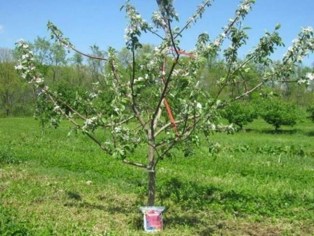 Kolmeaastane õunapuu. Õitseb, kuid mitte puu