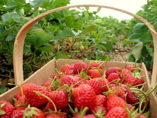 Kaks toitmise rikkaliku saagi maasikaid