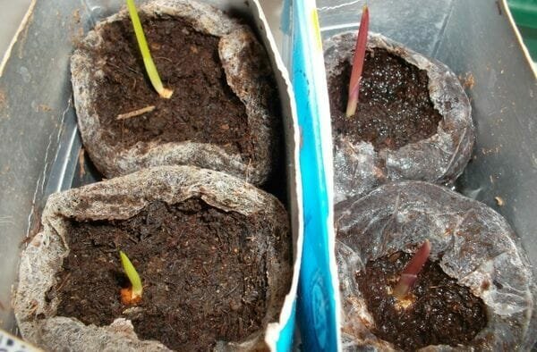 Babe gladiool saab istutatud avamaal ühel lillepeenar samal ajal kui suurem pirnid. See võimaldas kasvatada neid potis liivaga täidetud, huumus mulla ja haljasaladel.