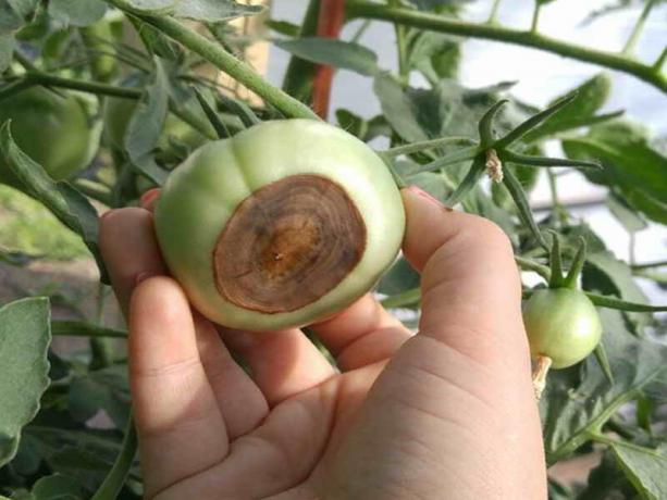 Kuidas vältida moodustamise köögiviljade krundid tipmine mäda tomatite