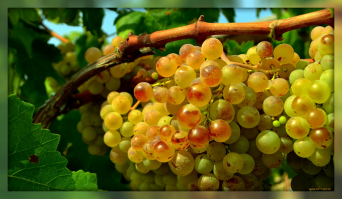 Nagu pädev pügamine aitab oluliselt suurendada saagikust viinamarjad kohta viinapuu