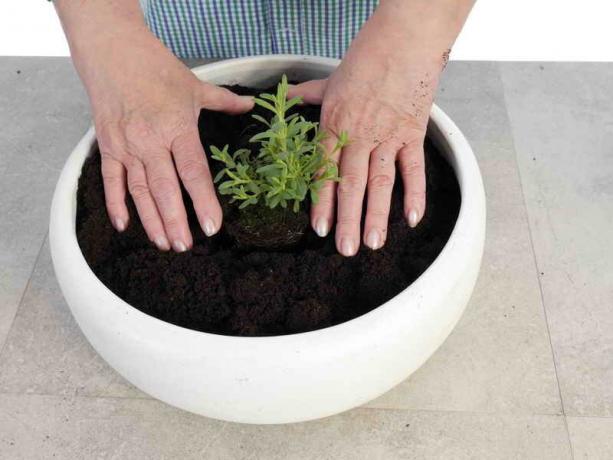 Ümberistutamiseks Container taimed oma kätega: Tips aednikud