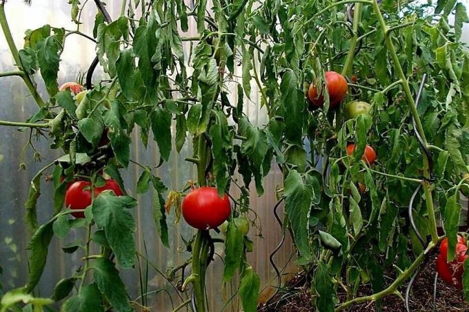 Major vead kasvatamise tomatid, mille tõttu saagikus on võimalik oluliselt vähendada