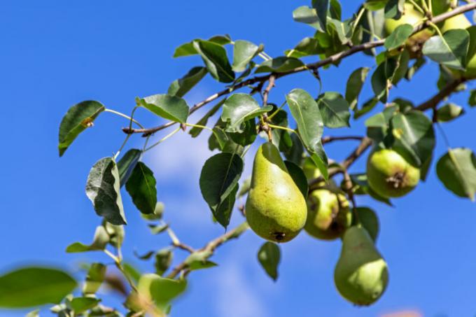 Miks kukkuda munasarja- ja vili õun, ploom, kirss ja teised puud