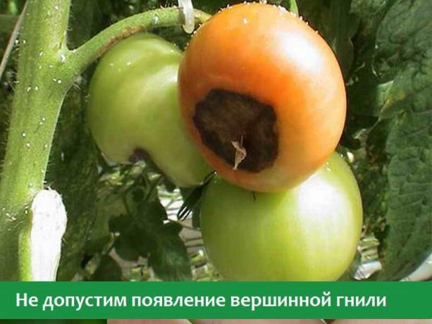 Blossom lehemädanik tomatid (Foto avatud Internet allikad)