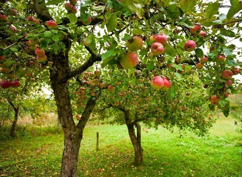 Kuidas kasvatada õunapuu aias