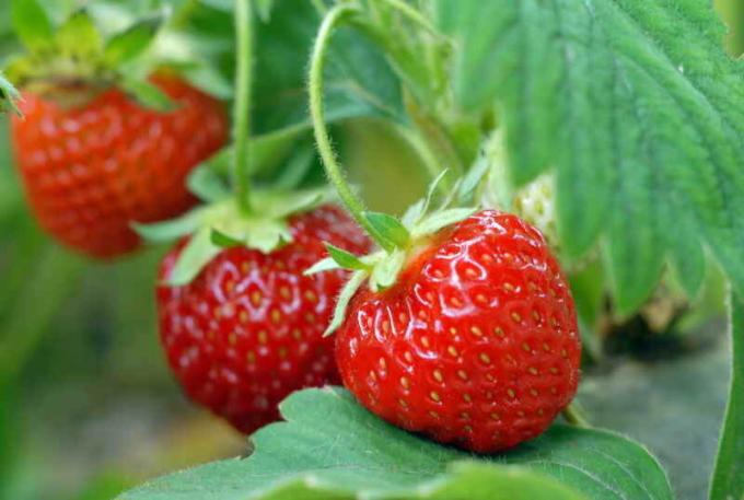 Care maasikad. Illustratsioon artikkel kasutatakse standardset litsentsi © ofazende.ru