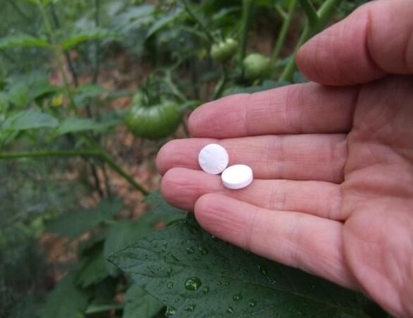Kuidas suurendada tootlikkust ja ravida taimede jahukaste kasutades aspiriini