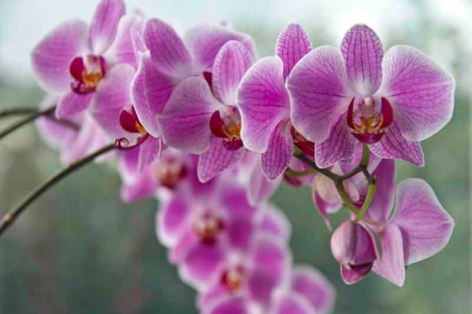 Õitsemise orhideed. Illustratsioon artikkel kasutatakse standardset litsentsi © ofazende.ru