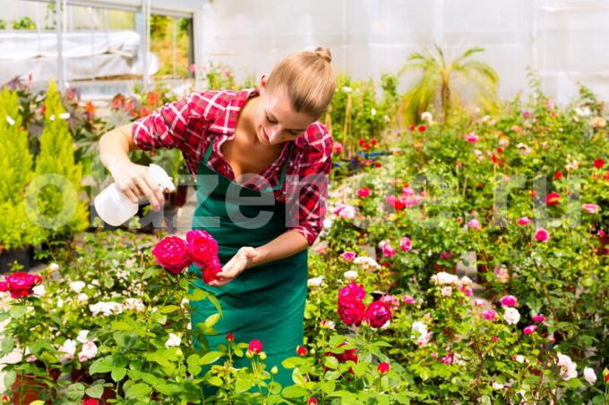 Rose pistikud - lihtne viis vegetatiivse paljundamise