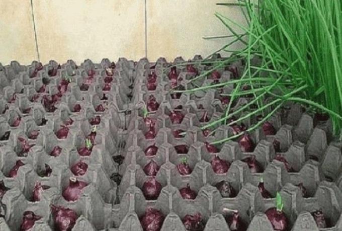 Kuidas tagada kasvada roheline sibul kodus: samm-sammult juhis