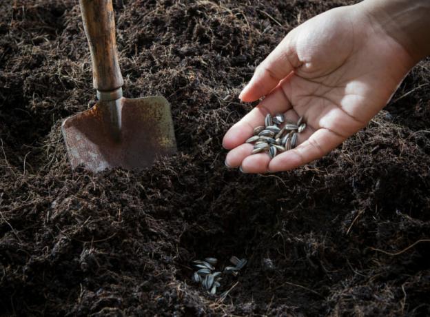 Muld ja seemned valmis istutamiseks. Illustratsioon artikkel kasutatakse standardset litsentsi © ofazende.ru