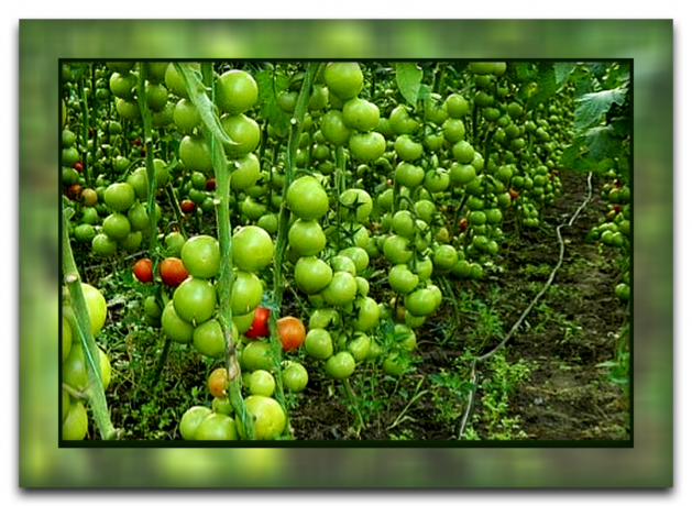 Kuidas ja miks murda välja lehed tomatid, et saad suure saagi, ja miks see meetod on nii populaarne