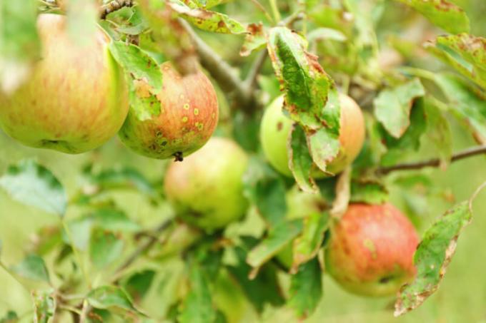 Sageli saidi omanikud seisavad silmitsi asjaoluga, et õuna- ja pirnipuude on keeratud lehed. Illustratsioon artikkel kasutatakse standardset litsentsi © ofazende.ru