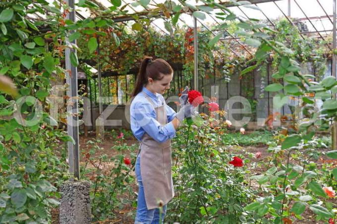Roses kohapeal. Illustratsioon artikkel kasutatakse standardset litsentsi © ofazende.ru