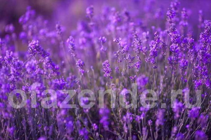 28 liiki Lavender oma aeda: Kirjeldus ja saladusi kasvab