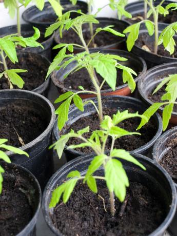 Kui me kasvame kodus tomati seemikud, istutamine peaks järgima reegleid, kirkad, maandumine avamaal. Illustratsioon artikkel kasutatakse standardset litsentsi © ofazende.com