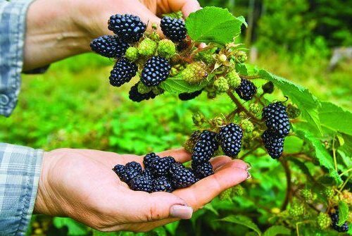 Kuidas taim ja hooldus aed Blackberry