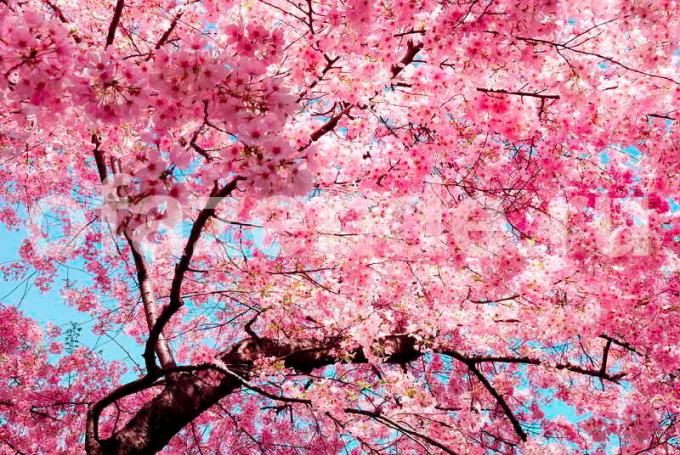 Kirsi õied on palju - ja natuke puu-