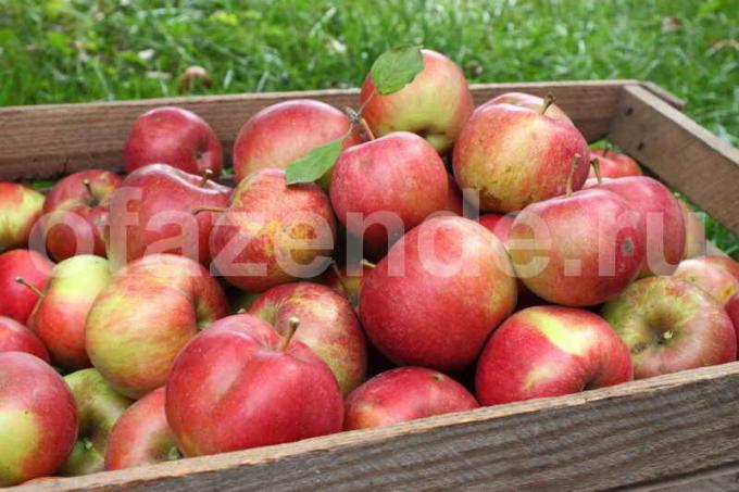 Kuidas hoida õunu enne kevadet