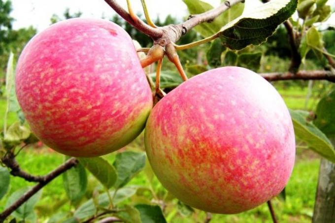 Valmista õun järgmisse hooaega. Kuidas suurendada järgmise aasta saak 1,5 korda
