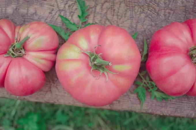 Pink tomatid. Illustratsioon artikkel kasutatakse standardset litsentsi © ofazende.ru