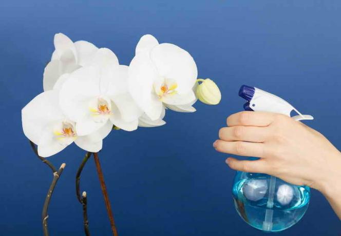 Kuidas teha Phalaenopsis Orchid Bloom?