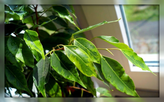 Ficus benjamina - lill puhastades õhk kodus ja energia ja kuidas seda kasutada, et meelitada rikkuse ja heaolu!