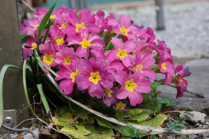 Shade värvid -Primula. Illustratsioon artikkel kasutatakse avatud lähtekoodiga