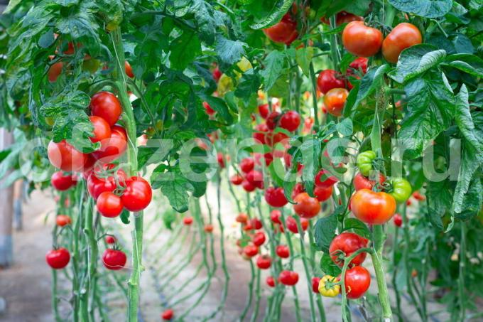 Kasvav tomatid. Illustratsioon artikkel kasutatakse standardset litsentsi © ofazende.ru